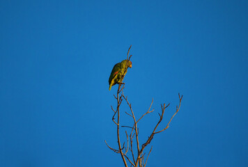 The Lonely Parrot