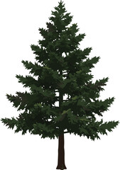 Evergreen pine tree illustration, natural green conifer vector, forest plant design, Christmas tree artwork, outdoor foliage element, botanical landscape clipart