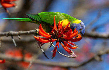 Colourful Rainbow Lorikeet (trichoglossus moluccanus) feeding on the flowers of a flame tree in Perth, Western Australia
