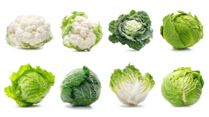 collection of organic natural full cauliflower, cabbage, and romaine lettuce vegetables isolated on a white background