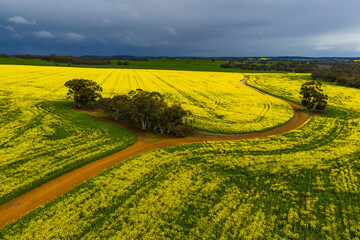 Dirt road leading through flowering canola fields before a dark storm in the countryside of Wogan Hills in Wheatbelt of Western Australia