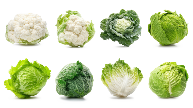 collection of organic natural full cauliflower, cabbage, and romaine lettuce vegetables isolated on a white background