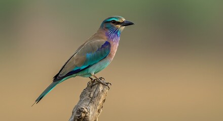 Fototapeta premium Colorful bird perched on a branch against a blurred background