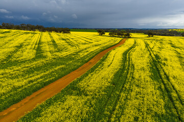 Dirt road leading through flowering canola fields before a dark storm in the countryside of Wogan Hills in Wheatbelt of Western Australia