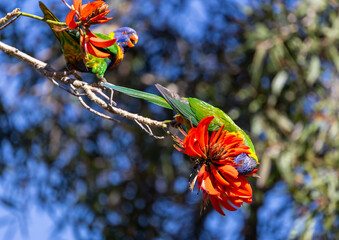 Colourful Rainbow Lorikeet (trichoglossus moluccanus) feeding on the flowers of a flame tree in Perth, Western Australia