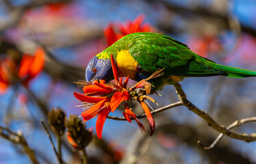 Colourful Rainbow Lorikeet (trichoglossus moluccanus) feeding on the flowers of a flame tree in Perth, Western Australia