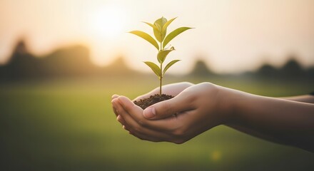 Two human hands gently holding a small green plant seedling with soil, symbolizing growth, environment, and caring for nature at sunset