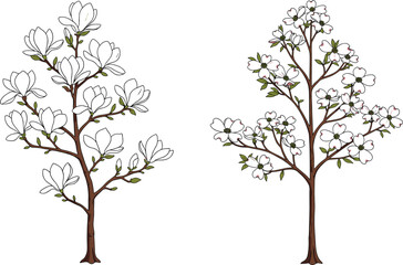Illustration of magnolia and dogwood flowering trees with white blossoms, spring season botanical design, natural garden plant, blooming floral tree