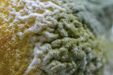 macro photography of a Mold and fungus growing on a decaying lemon fruit surface, showing decomposition