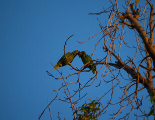 Parrots in Love