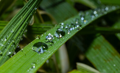 Morning dew in the form of water droplets on a leave on a cold winter morning in Perth, Western Australia