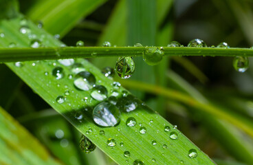 Morning dew in the form of water droplets on a leave on a cold winter morning in Perth, Western Australia