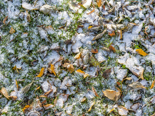 First snow on the green grass and fallen leaves in autumn. Yellow and green fallen leaves on the grass with snow.