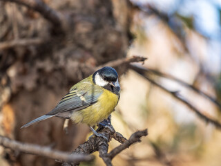 Fototapeta premium Cute bird Great tit, songbird sitting on the nice branch with beautiful autumn background