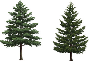 Illustration of tall evergreen pine trees with detailed green foliage, natural forest conifer plant, outdoor woodland design, botanical nature drawing © MstMuktarinaAkter