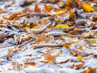 First snow on the green grass and fallen leaves in autumn. Yellow and green fallen leaves on the grass with snow.