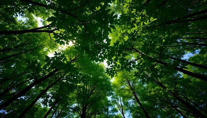 A view of lush green trees, fresh leaves filtering the sunlight, a view from below.