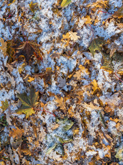 Obraz premium First snow on the green grass and fallen leaves in autumn. Yellow and green fallen leaves on the grass with snow.