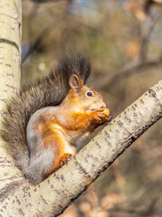 The squirrel with nut sits on tree in the autumn. Eurasian red squirrel, Sciurus vulgaris.