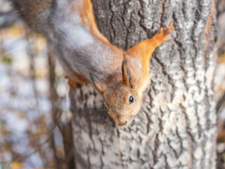 Squirrel sitting upside down on a tree trunk. The squirrel hangs upside down on a tree against colorful blurred background. Close-up.