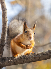 Obraz premium Squirrel sits on a branch in Autumn park
