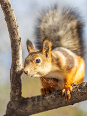 Fototapeta premium Squirrel sits on a branch in Autumn park