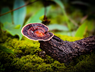 Mushrooms found in the Umphang Doi Hua Mot Wildlife Sanctuary, Umphang District, Tak Province