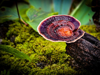 Mushrooms found in the Umphang Doi Hua Mot Wildlife Sanctuary, Umphang District, Tak Province