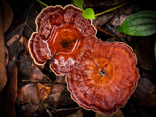 Mushrooms found in the Umphang Doi Hua Mot Wildlife Sanctuary, Umphang District, Tak Province