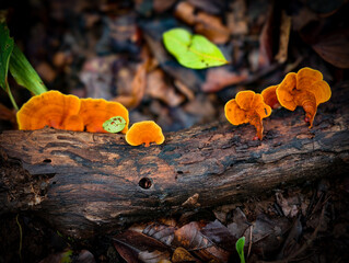 Mushrooms found in the Umphang Doi Hua Mot Wildlife Sanctuary, Umphang District, Tak Province