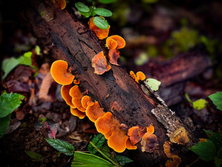 Mushrooms found in the Umphang Doi Hua Mot Wildlife Sanctuary, Umphang District, Tak Province