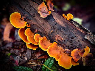 Mushrooms found in the Umphang Doi Hua Mot Wildlife Sanctuary, Umphang District, Tak Province
