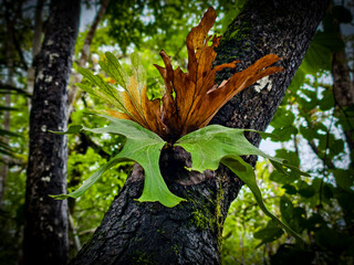 This is a flowering plant found in Umphang Wildlife Sanctuary, Doi Hua Mot, Umphang District, Tak Province, Thailand.