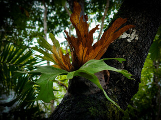 This is a flowering plant found in Umphang Wildlife Sanctuary, Doi Hua Mot, Umphang District, Tak Province, Thailand.