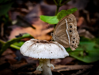 A butterfly sits on a white mushroom, found at Umphang Wildlife Sanctuary, Doi Hua Mot.