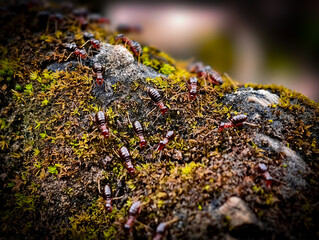A swarm of termites is migrating, found at Doi Hua Mot, Umphang District, Tak Province, Thailand.