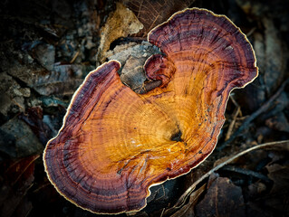 Mushrooms found in the Umphang Doi Hua Mot Wildlife Sanctuary, Umphang District, Tak Province