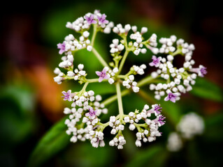 This is a flowering plant found in Umphang Wildlife Sanctuary, Doi Hua Mot, Umphang District, Tak Province, Thailand.
