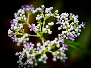 This is a flowering plant found in Umphang Wildlife Sanctuary, Doi Hua Mot, Umphang District, Tak Province, Thailand.