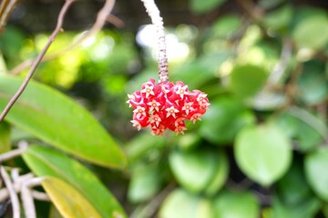 Pink Hoya carnosa flowers hanging from the tree.