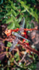 dragonfly on stick