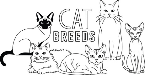 cat breeds vector illustration. Collection of diverse cat breeds, Cute fluffy cats, Maine coon, bobtail, Siamese cat and funny sphynx cat, pedigree breeds pets isolated illustration