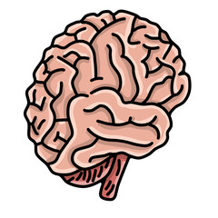 Anatomy of the human brain body