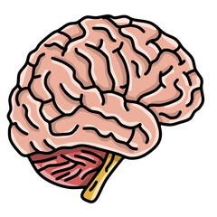 Anatomy of the human brain body