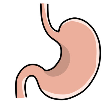 Anatomy of human stomach 