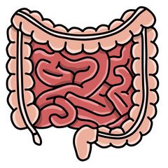 Anatomy of the human intestine