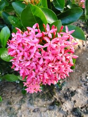 Rare Dwarf Ixora Flower. Pink Ixora Flower. Rare Flower. Ixora