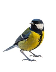 Fototapeta premium Close-up of a colorful bird against a white background