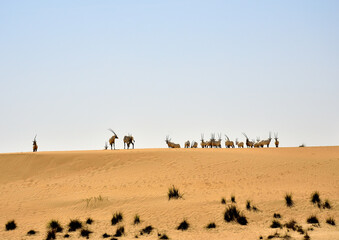 Oryxes in the desert