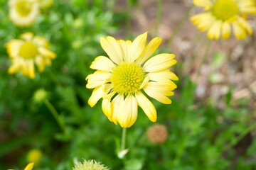 Yellow Gaillardia aestivalis flowers are blooming in the garden.
